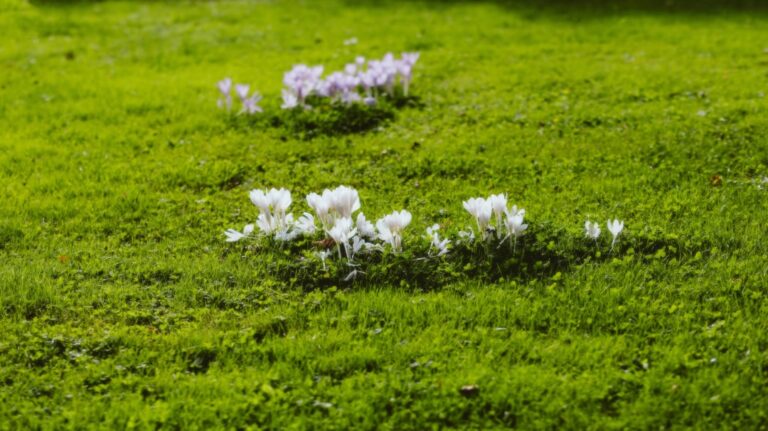 Photo Colorful blooms