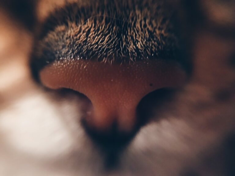 Photo Pinocchio nose