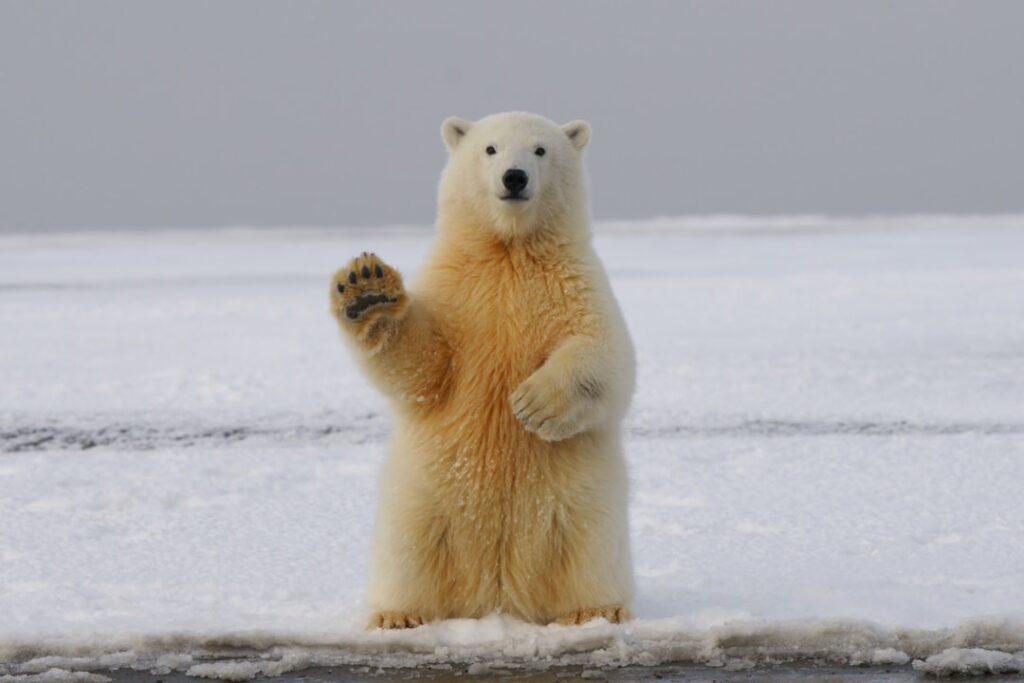Photo animals