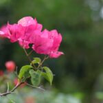 Photo complementary colors